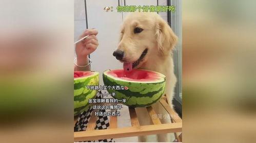 狗狗可以吃哪些瓜,适合狗狗食用的瓜类盘点 第2张 狗狗可以吃哪些瓜,适合狗狗食用的瓜类盘点 第2张