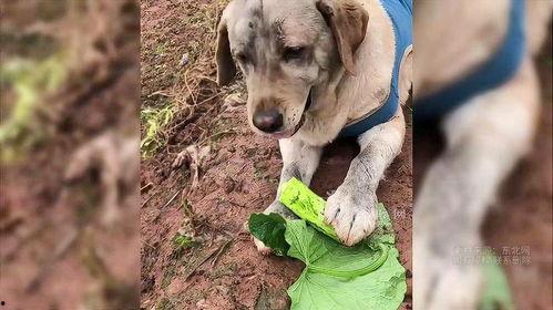 狗狗可以吃哪些瓜,适合狗狗食用的瓜类盘点 第3张 狗狗可以吃哪些瓜,适合狗狗食用的瓜类盘点 第3张
