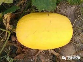 搅瓜如何吃,解锁美味多汁的夏日消暑佳品  第2张