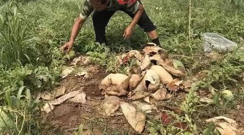 林州最新吃瓜事件视频,视频揭秘惊人真相 第3张 林州最新吃瓜事件视频,视频揭秘惊人真相 第3张